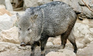 Secuestro ilegal de un chancho del monte en El Galpón
