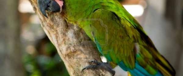 Liberan catas y loros víctima de tráfico ilegal en la Colonia Santa Rosa