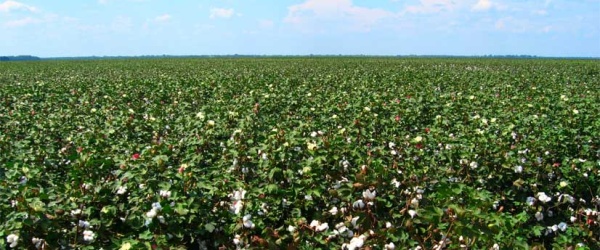 Se celebra hoy el Día Mundial de la Agricultura