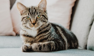 Se celebra hoy el Día Internacional del Gato