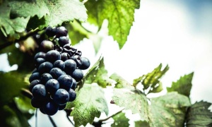Semana del Malbec de Altura con el Museo de la Vid y el Vino