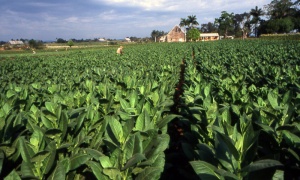 Urtubey sigue financiando la producción de tabaco en Salta