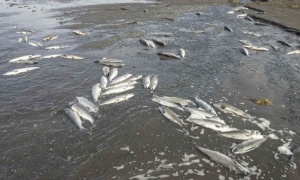 El juez Fucho inspecciona el dique El Tunal por la mortandad de peces