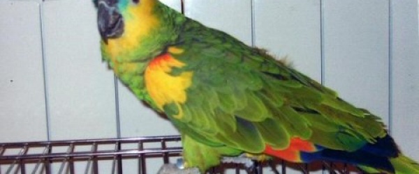 La Policía de Salta secuestra ejemplares de fauna silvestre en una vivienda de El Carril