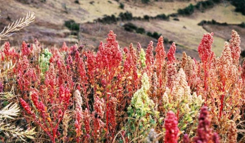La Provincia de Salta evalúa su participación en el V Congreso Mundial de Quinoa