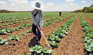 Se celebra hoy el Día Mundial de la Conservación del Suelo