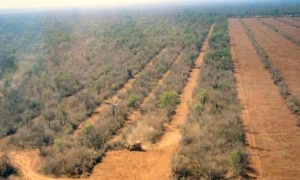 América del Sur pierde dos millones de hectáreas de bosques  en los últimos cinco años