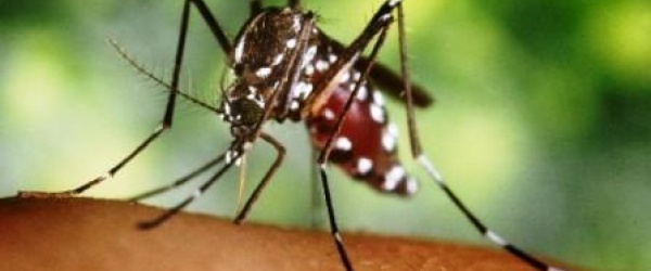 La limpieza contra el dengue comenzará mañana en los barrios del norte de Salta