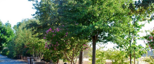 La Municipalidad de Salta planta 40 nuevos árboles en la plaza del barrio Grand Bourg