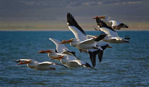 9-10 de mayo: Día Mundial de las Aves Migratorias 2016