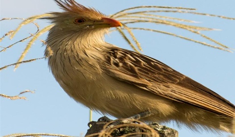 Muestra fotográfica sobre avistaje de aves en el Museo Quinquela Martín