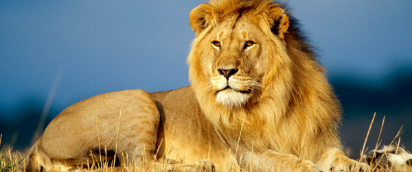 Se celebra hoy el Día Mundial del León