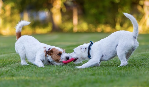 Perros colgados en Salta