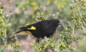 La Estación de Fauna Autóctona de Salta libera 45 negrillos en la Quebrada del Toro