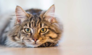 Se celebra hoy el Día Internacional del Gato
