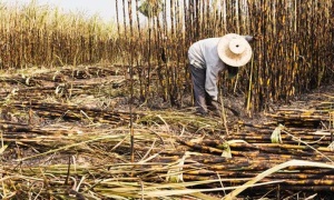 El grupo Gloria ratifica su intención de cerrar el ingenio San Isidro en Salta