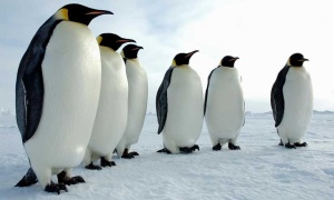 Día Mundial del Pingüino: Amenazado por el cambio climático y la contaminación