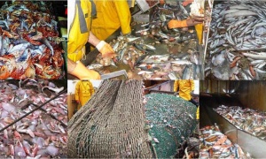Defaunación marina, extinción masiva de especies oceánicas
