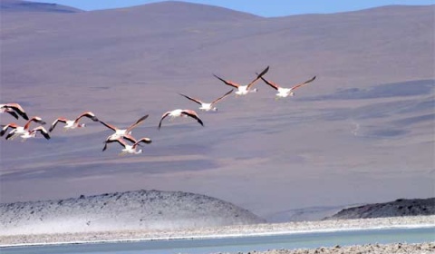 Hallada en la puna salteña una colonia reproductiva de flamenco andino, una especie amenazada