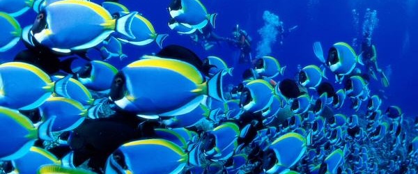 Vida subacuática: para las personas y el planeta