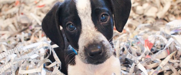 Se celebra hoy el Día Mundial del Perro