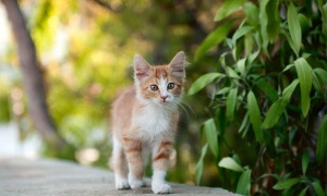Se celebra hoy el Día Internacional del Gato