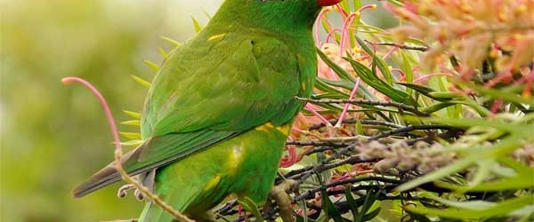 La Policía de Salta secuestra siete loros en una vivienda del barrio Norte Grande