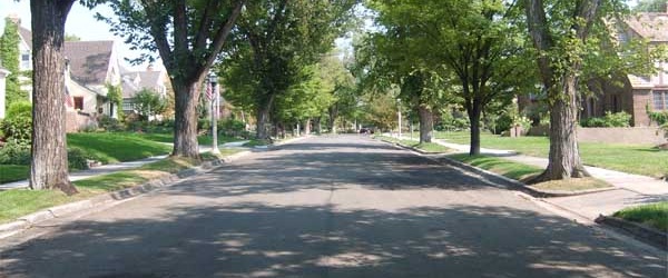 Reverdece tu ciudad: 90 nuevos árboles en la avenida Reyes Católicos