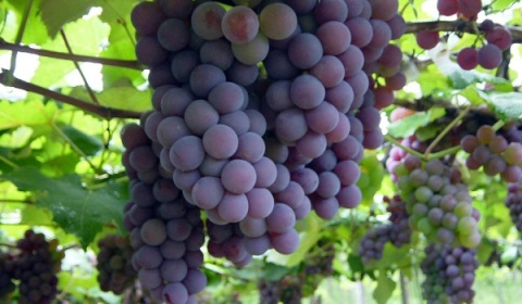 La polilla de la vid preocupa a productores de los Valles Calchaquíes