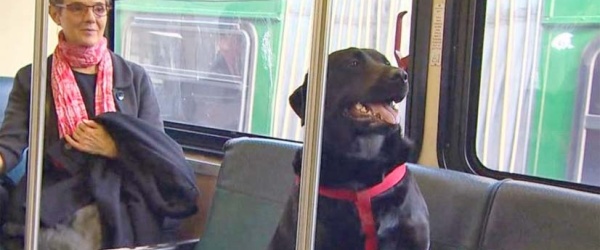 Simpático el perrito de Saeta, hasta que le clave los dientes a un pasajero