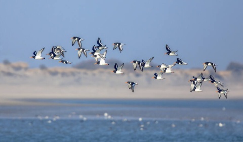 Las aves conectan nuestro mundo