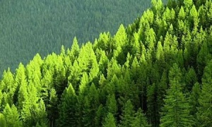 CEPAL y países de América Latina buscan un pacto de gobernanza de los recursos naturales