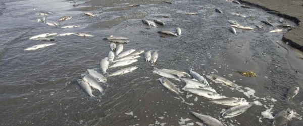 El juez Fucho inspecciona el dique El Tunal por la mortandad de peces