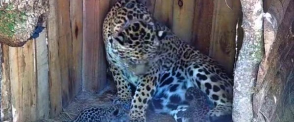 Yaguareté, el gran gato manchado resurgió en el Iberá