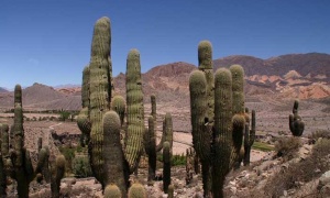 Un estudio revela que el 30% de las especies de cactus están en peligro de extinción
