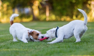 Perros colgados en Salta