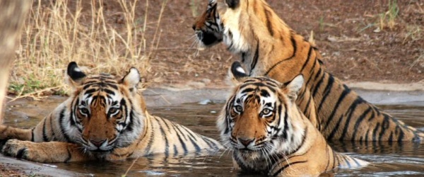 Se celebra hoy el Día Internacional del Tigre