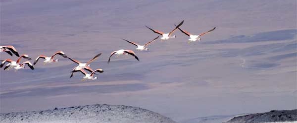Se celebra hoy el Día Mundial de las Aves