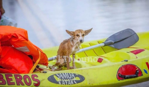 La solidaridad con los perros inundados funciona en Salta mejor que la destinada a las personas
