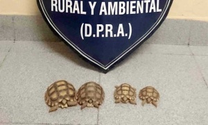 La Policía de Salta no ve con buenos ojos la venta de reptiles por Facebook