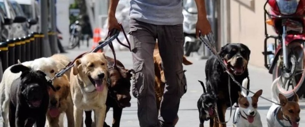 Se impartirá en Salta un seminario de ‘conducta canina’ pero asistirán humanos, no perros