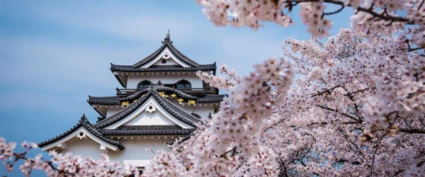 Japón: Cerezos amenazados por un coleóptero invasor