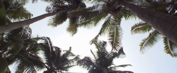 Una plaga de escarabajos amenaza la producción mundial de dátiles y cocos