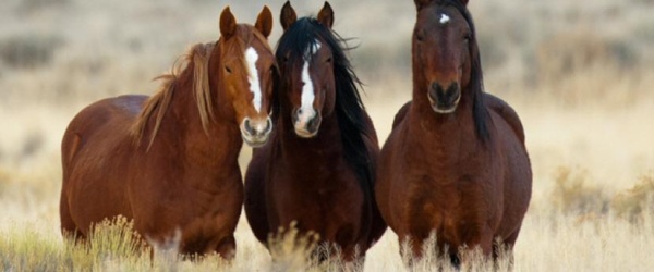 Se celebra hoy el Día Nacional del Caballo