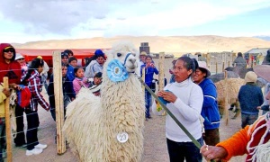 Medio centenar de productores en la 2ª Feria Ganadera de Camélidos de la Puna