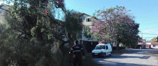 La Municipalidad de Salta retira un árbol de gran porte caído en barrio Limache