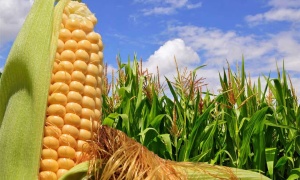 El Ministerio de Agroindustria aprueba un nuevo tipo de semilla de maíz