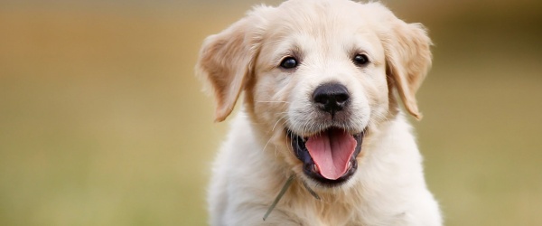 Se celebra hoy el Día Mundial del Perro