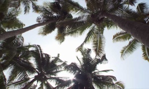 Una plaga de escarabajos amenaza la producción mundial de dátiles y cocos
