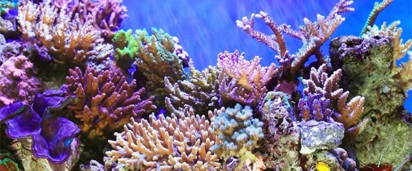 2018: Año Internacional de los Arrecifes de Coral